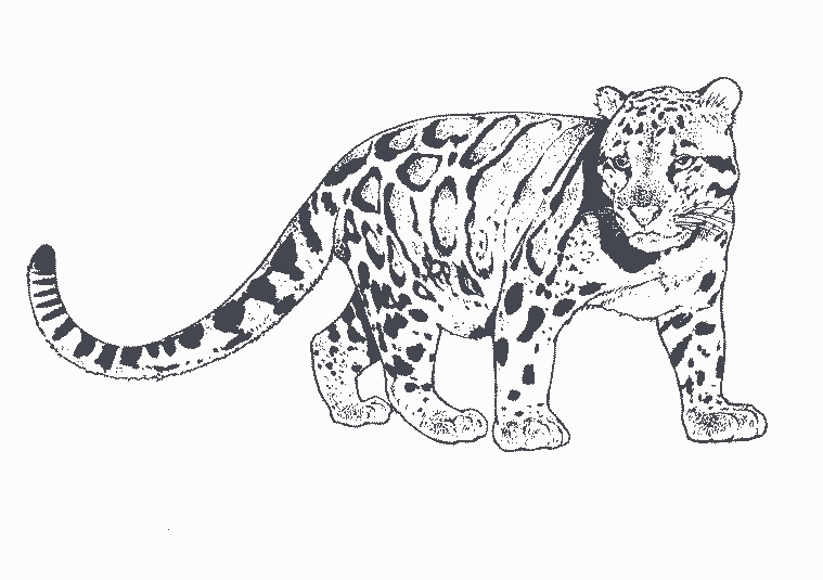 Coloriage d'un léopard majestueux en pleine nature