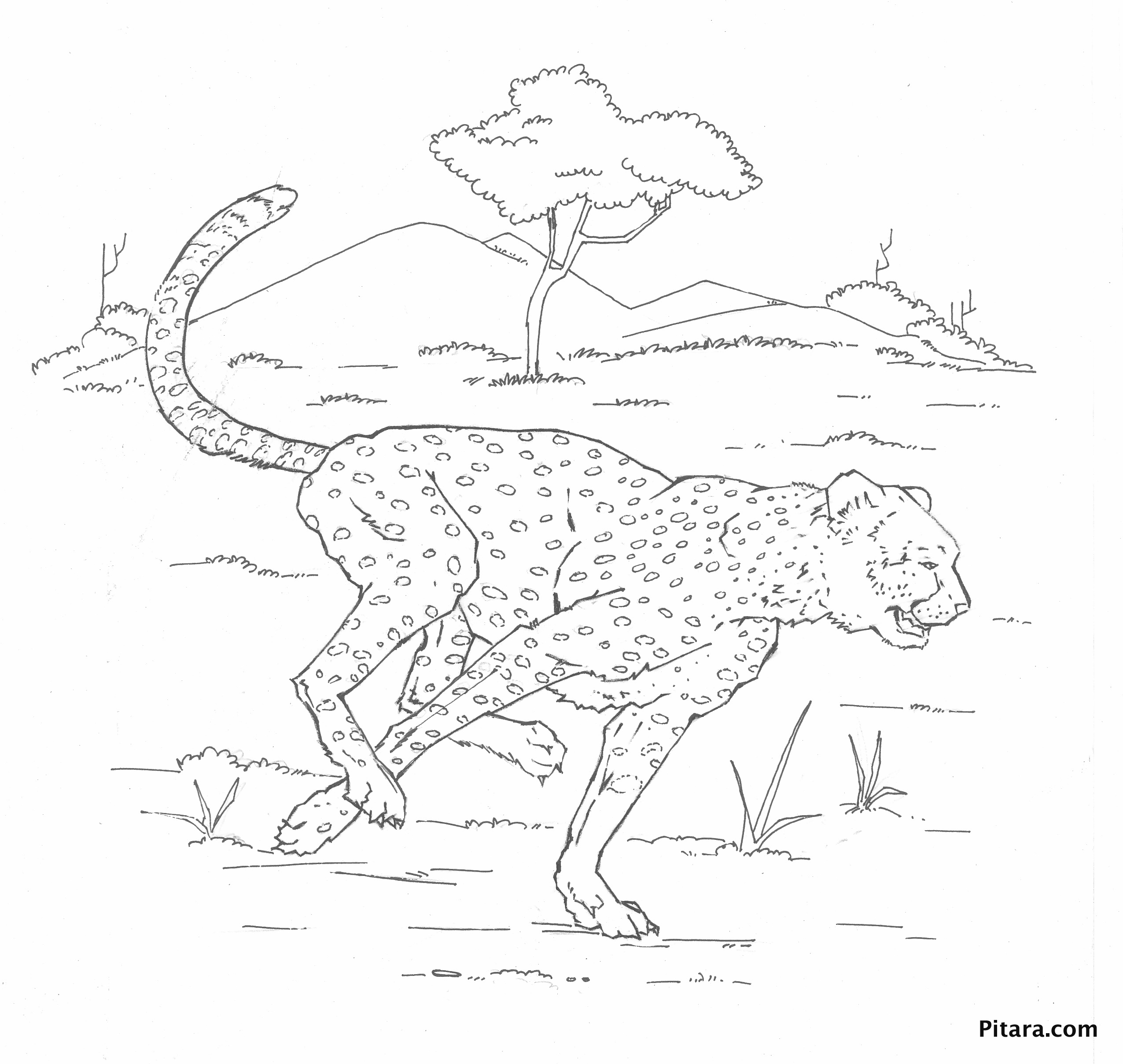 Coloriage de léopard en pleine course dans la savane