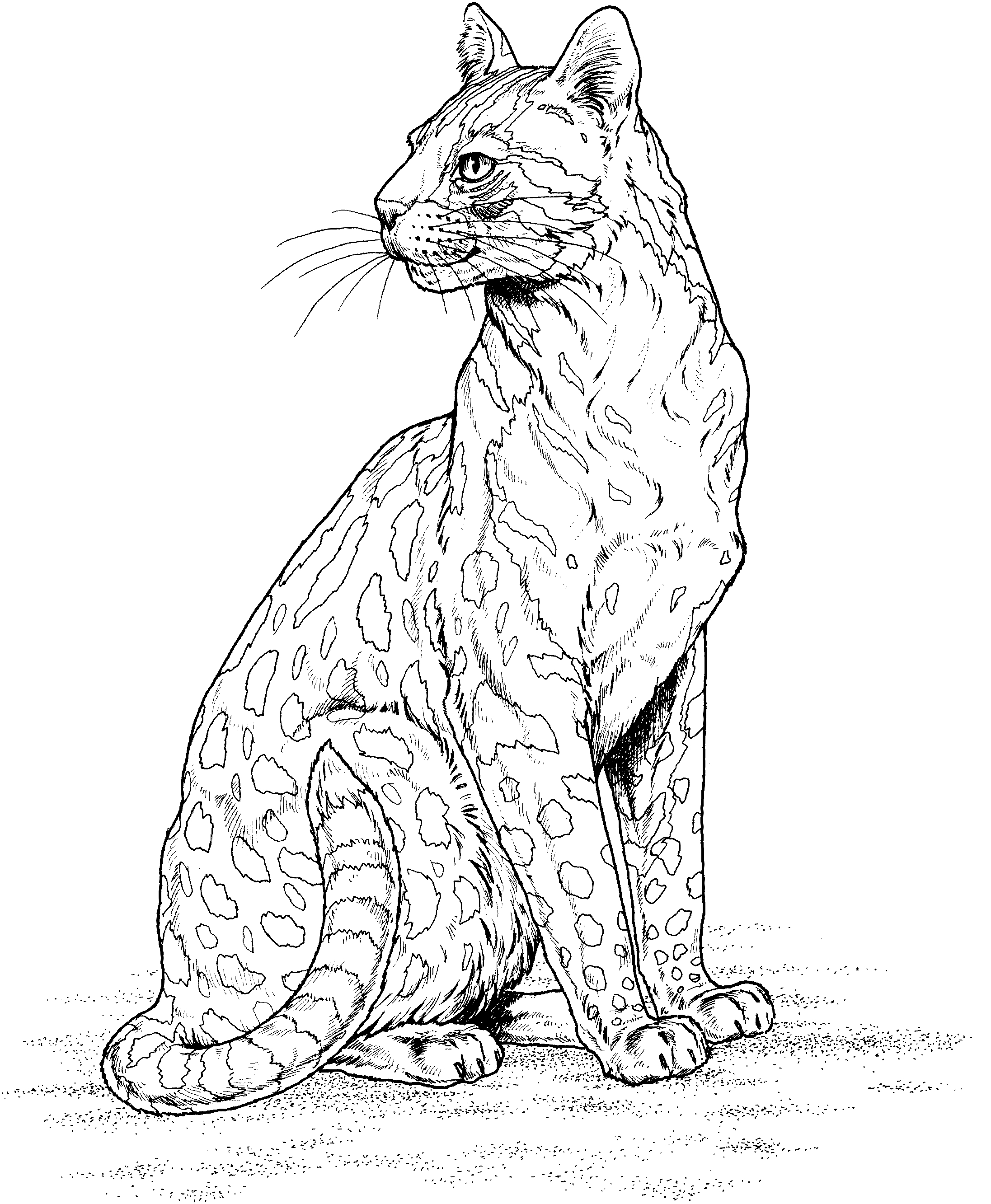 Coloriage d'un léopard dans son habitat naturel
