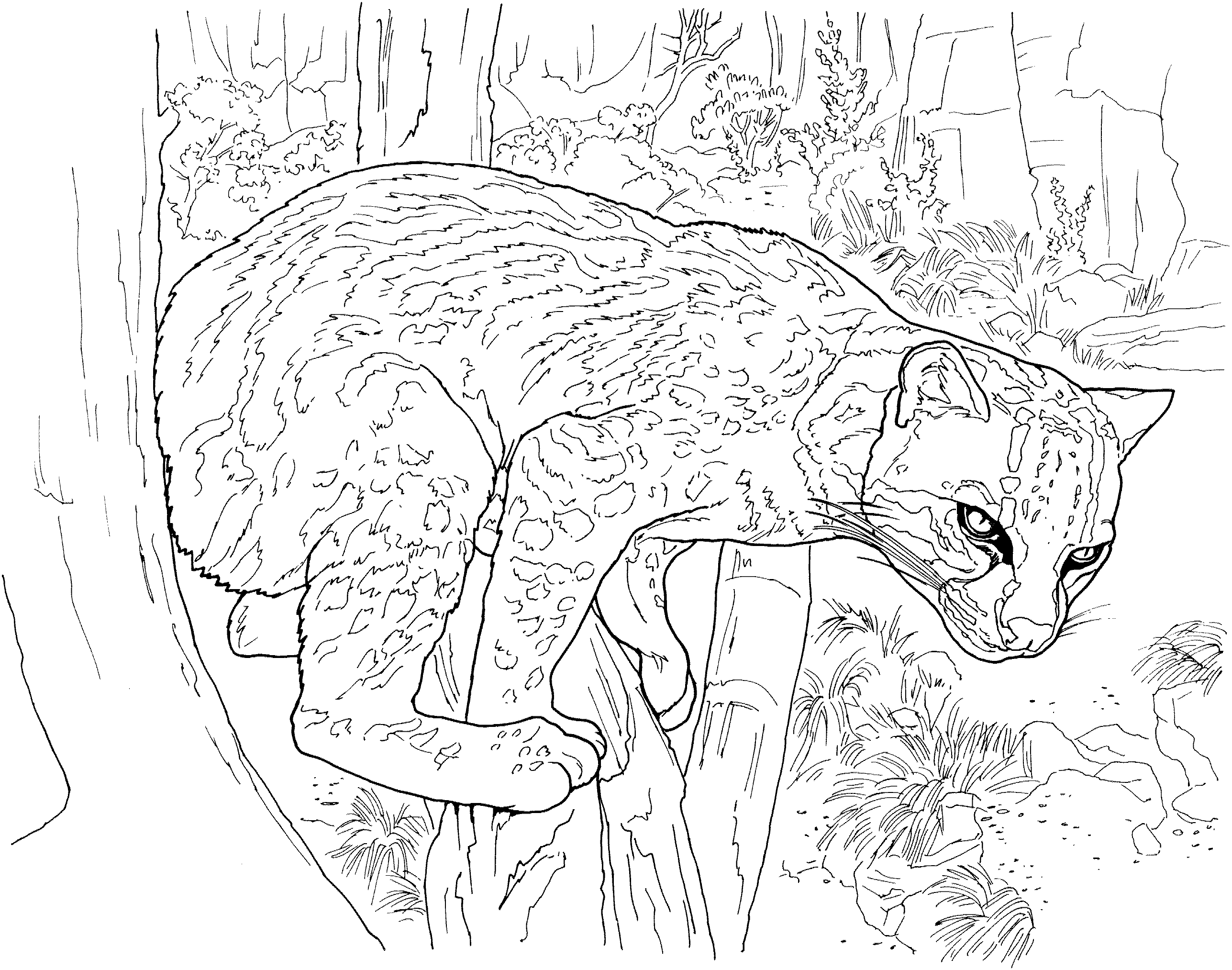 Coloriage d'un léopard majestueux dans son habitat naturel