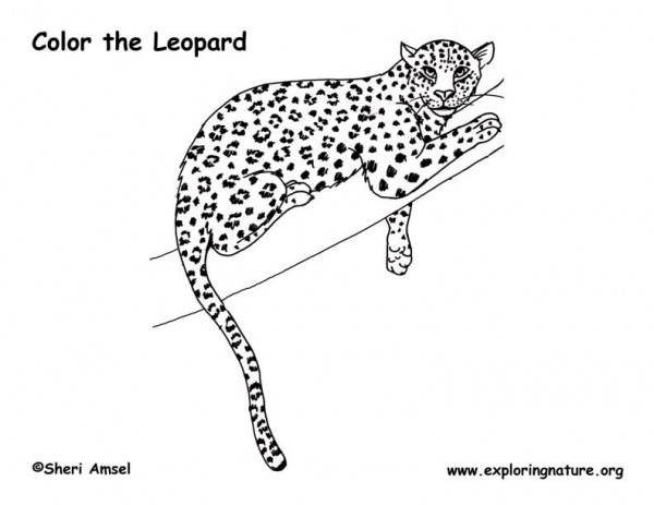 Coloriage d'un léopard majestueux dans son habitat naturel Coloriage d'un léopard majestueux dans son habitat naturel