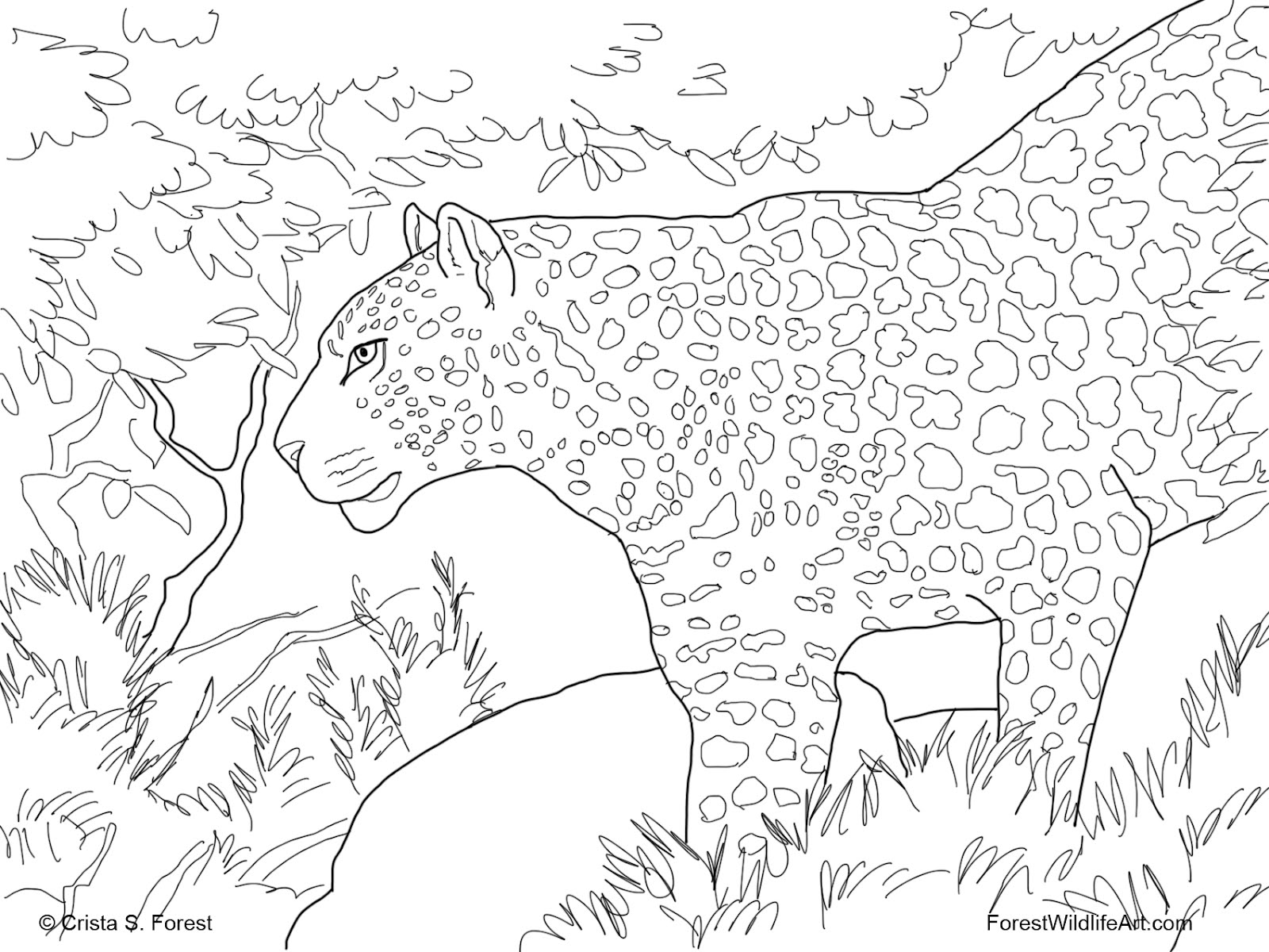 Un léopard majestueux dans son habitat naturel
