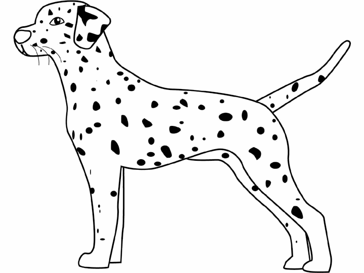 Les 101 Dalmatiens en pleine aventure dans la nature