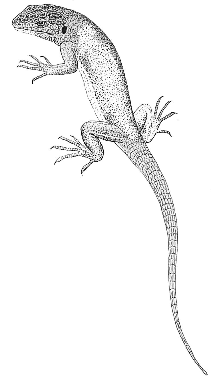 Coloriage de lézards se prélassant sur des rochers