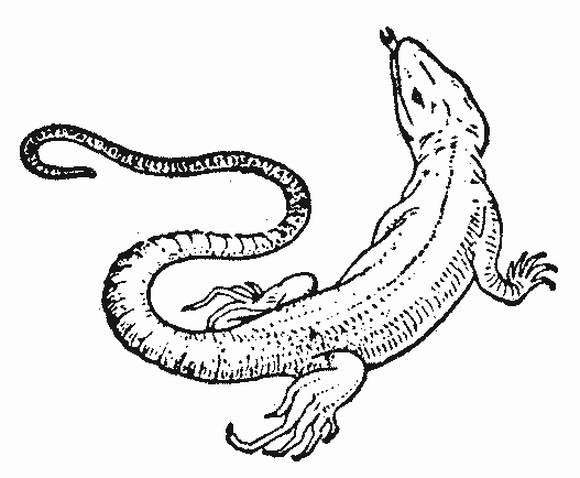 Coloriage de lézards sur un rocher avec des plantes