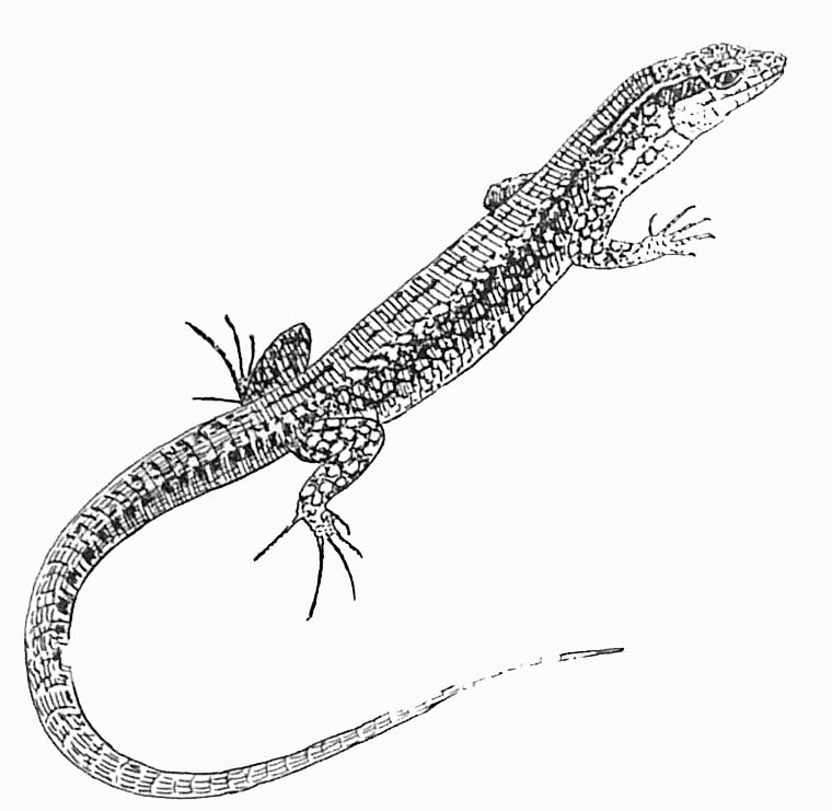 Coloriage de lézards sur une pierre avec des motifs
