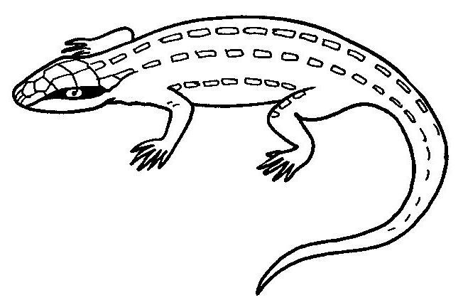Coloriage de lézards sur une branche en milieu naturel