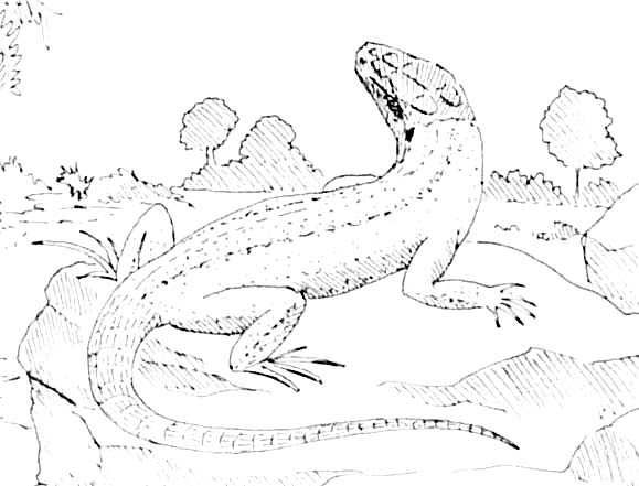 Coloriage de lézards sur une branche avec des feuilles