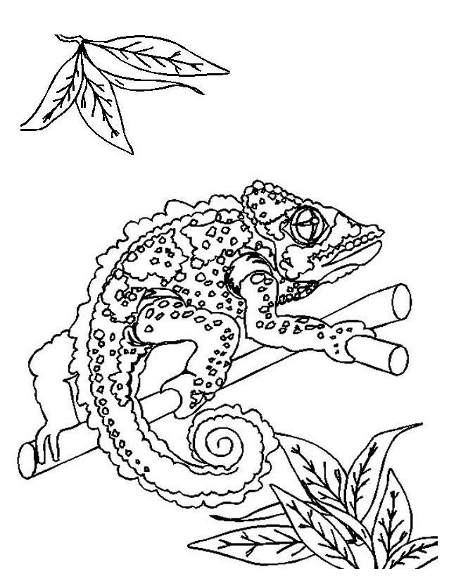 Coloriage de lézards se reposant sur des rochers en milieu naturel