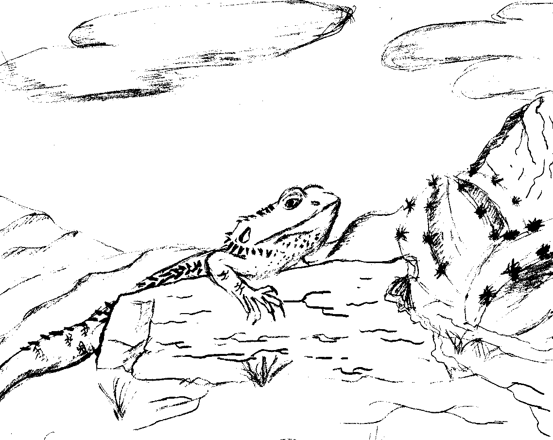 Coloriage de lézards en pleine exploration sur une pierre