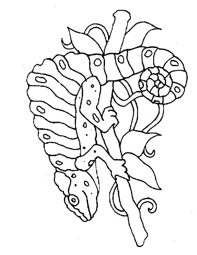 Coloriage de lézards se prélassant sur une pierre au soleil