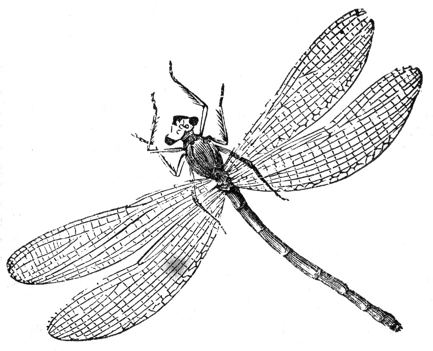 Libellule posée sur une feuille avec des motifs floraux