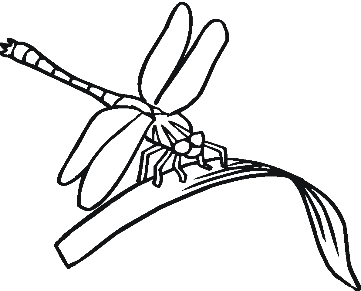 Coloriage d'une libellule sur une fleur avec des détails floraux