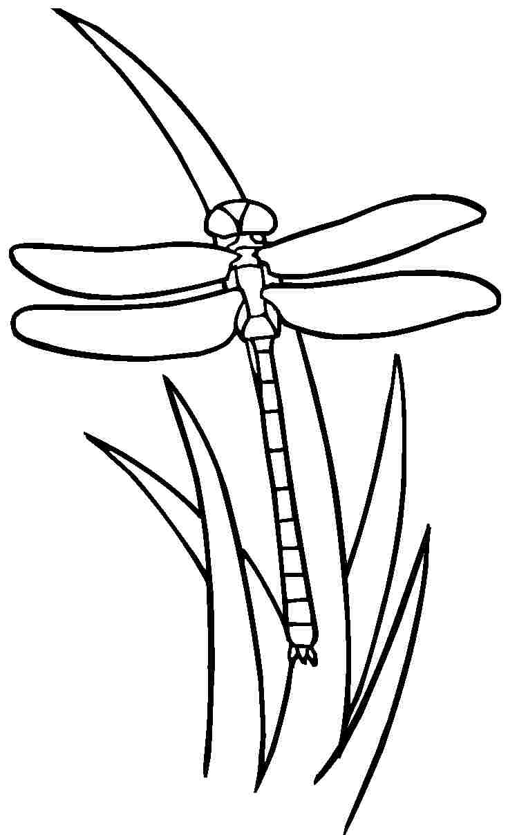 Un libellule délicate sur un fond floral