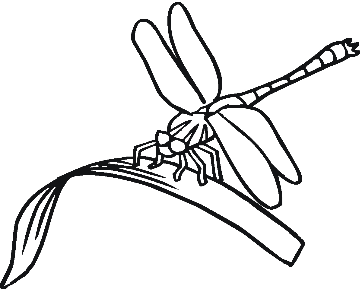 Coloriage d'une libellule élégante sur une feuille