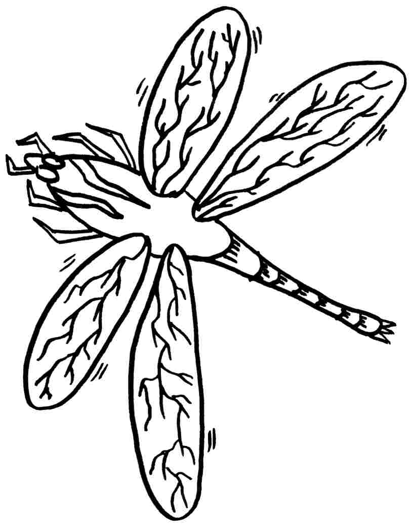 Coloriage d'une libellule posée sur une tige de roseau au bord de l'eau