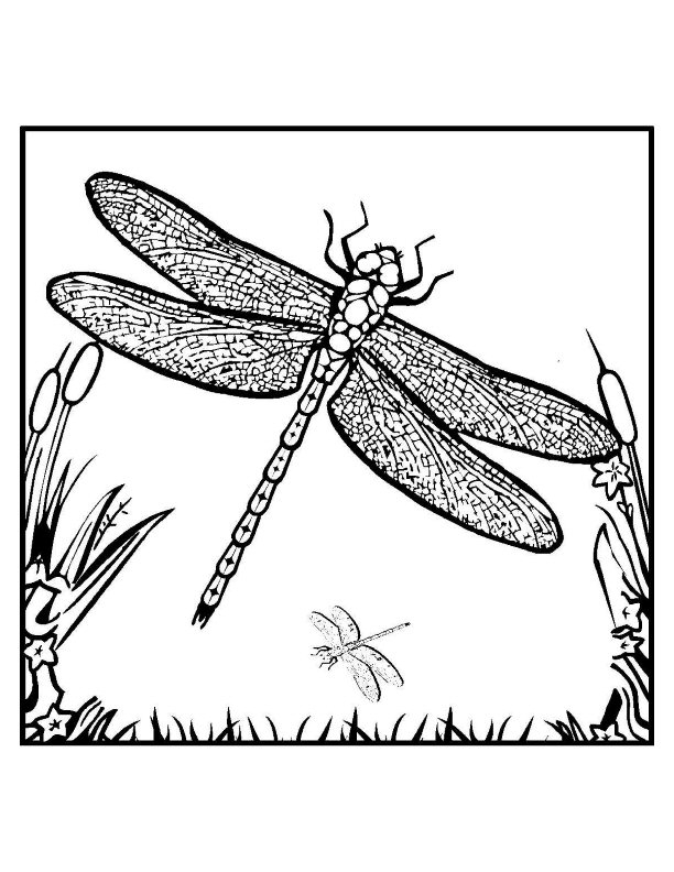 Coloriage d'une libellule en plein vol sur un fond naturel