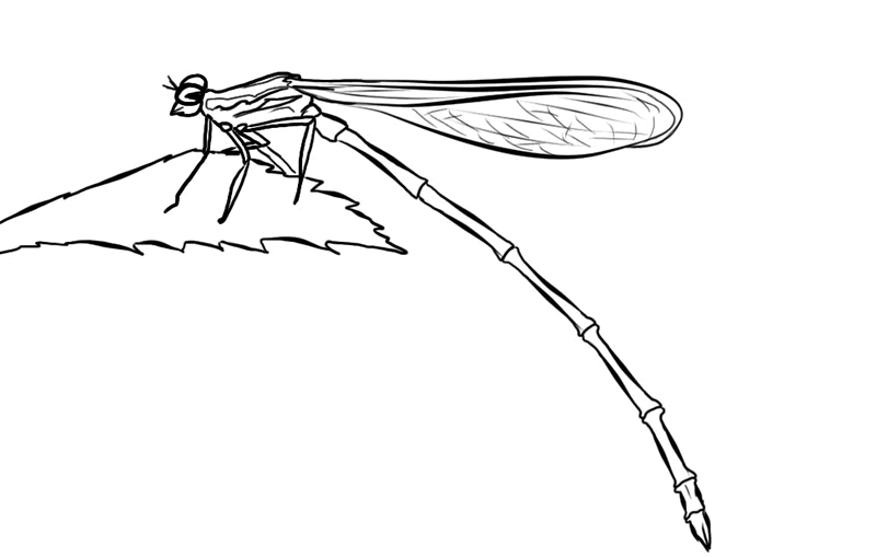 Coloriage d'une libellule délicate sur fond de nature