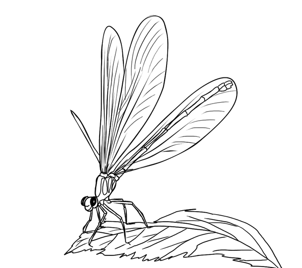 Coloriage d'une libellule posée sur une fleur