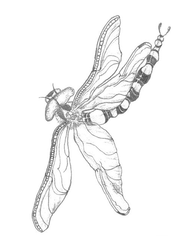 Coloriage d'une libellule sur un fond naturel