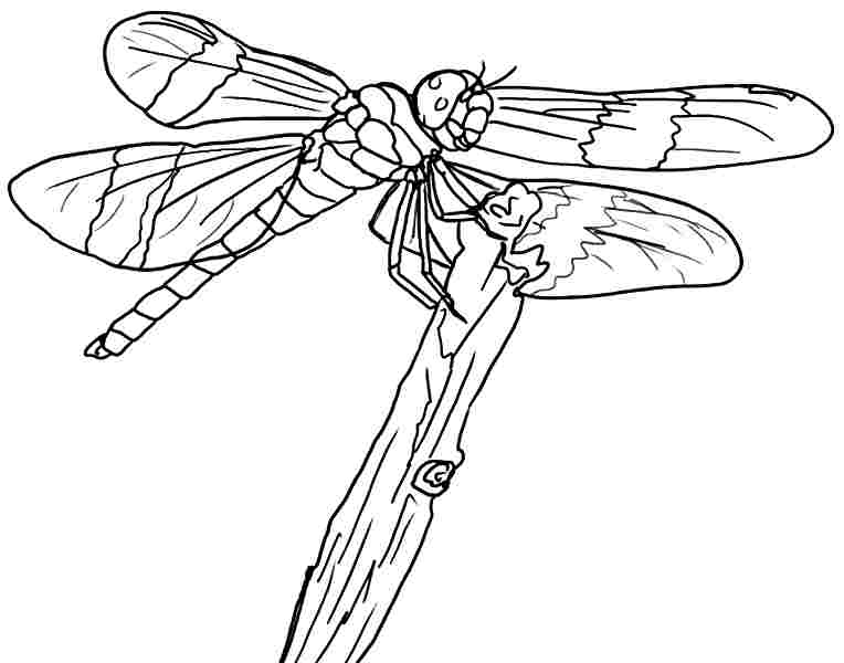 Coloriage d'une libellule posée sur une feuille