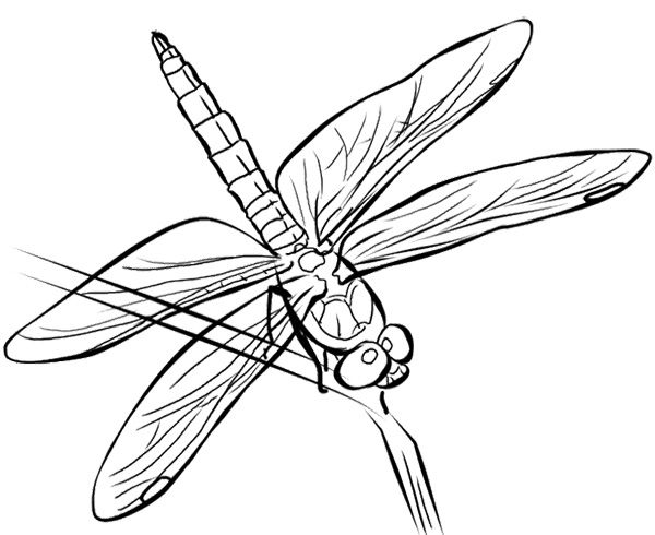 Libellule posée sur une fleur dans un jardin