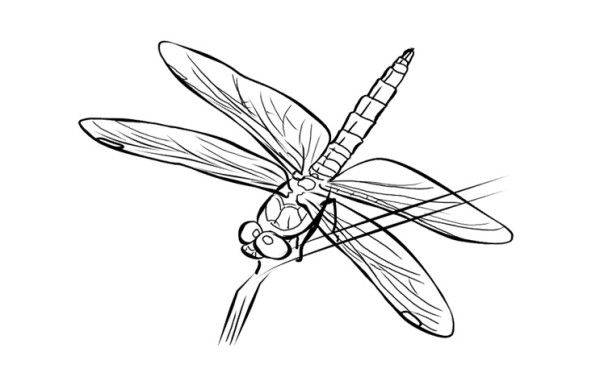 Coloriage d'une libellule sur fond floral