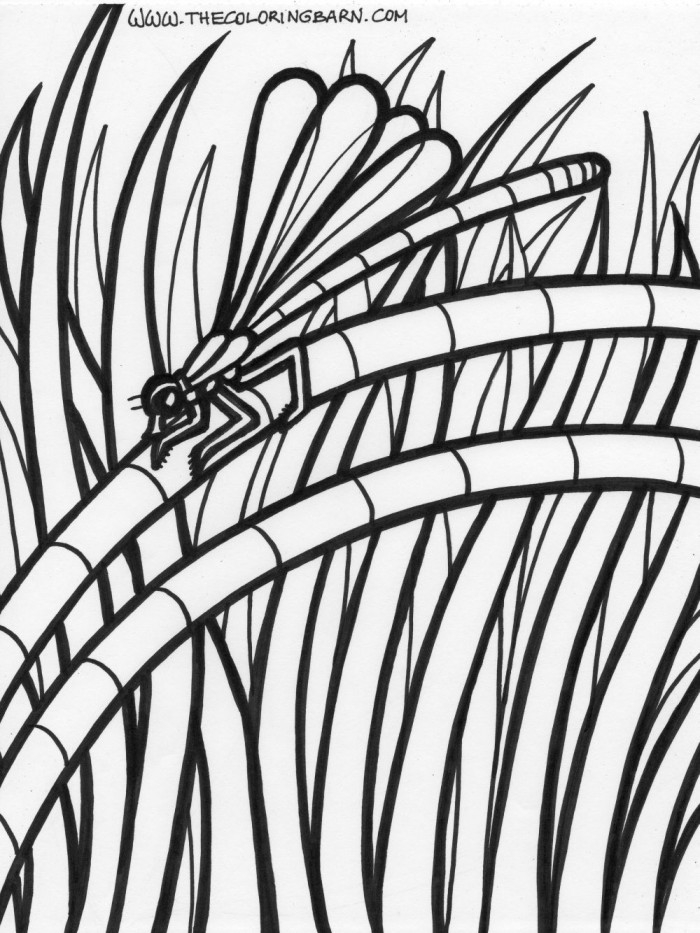 Libellule posée sur une fleur dans un environnement naturel