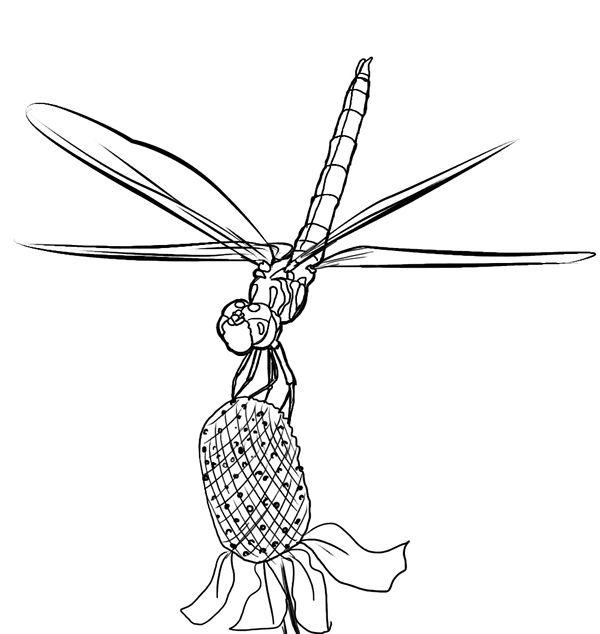 Coloriage d'une libellule posée sur une fleur