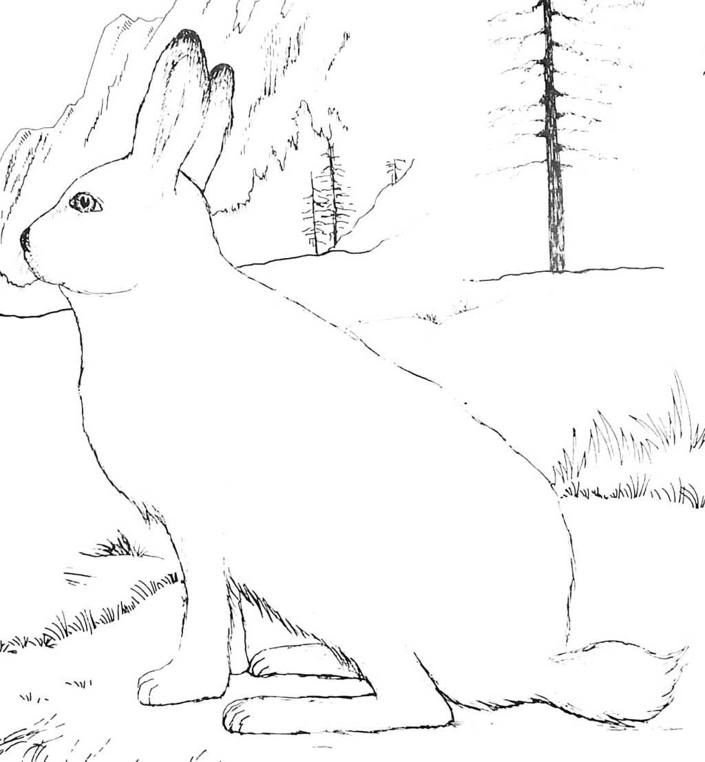 Un lièvre curieux explorant un champ fleuri