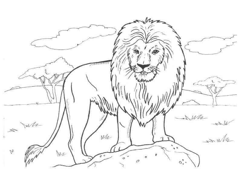 Un lion majestueux dans un décor sauvage
