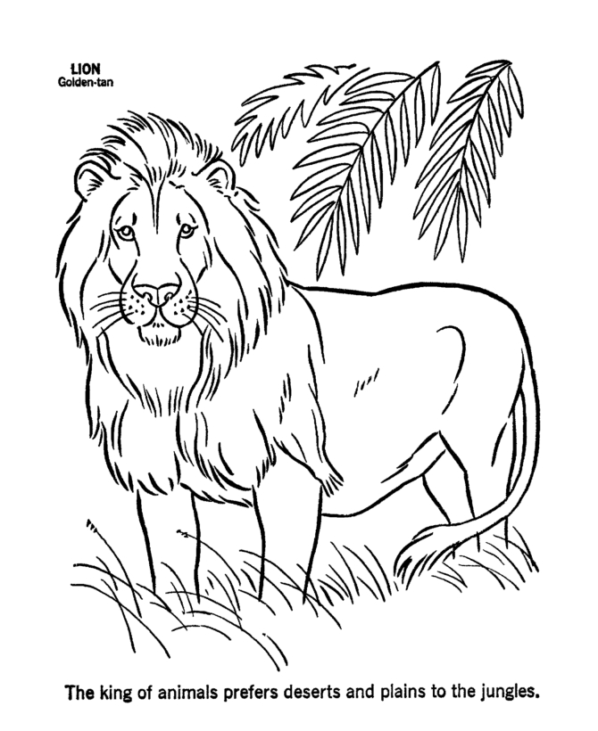 Un lion majestueux observant son environnement
