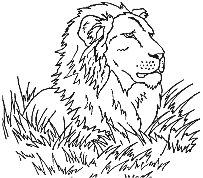 Un lion majestueux sur fond de nature Un lion majestueux sur fond de nature