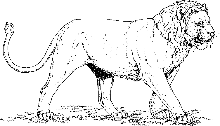Un lion majestueux sur fond de nature sauvage