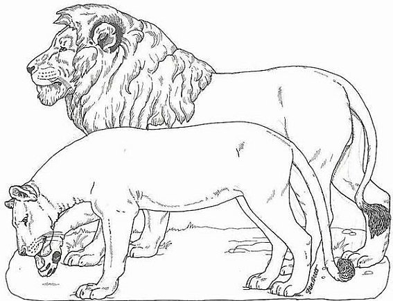 Un lion majestueux au regard perçant dans son habitat naturel