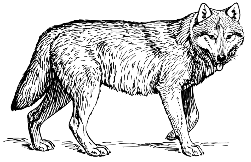 Un loup majestueux au cœur d'une forêt détaillée