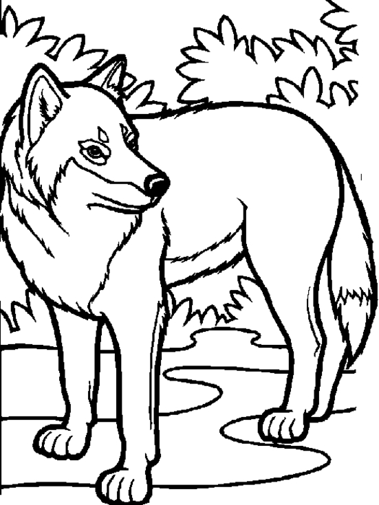 Un loup majestueux en pleine forêt