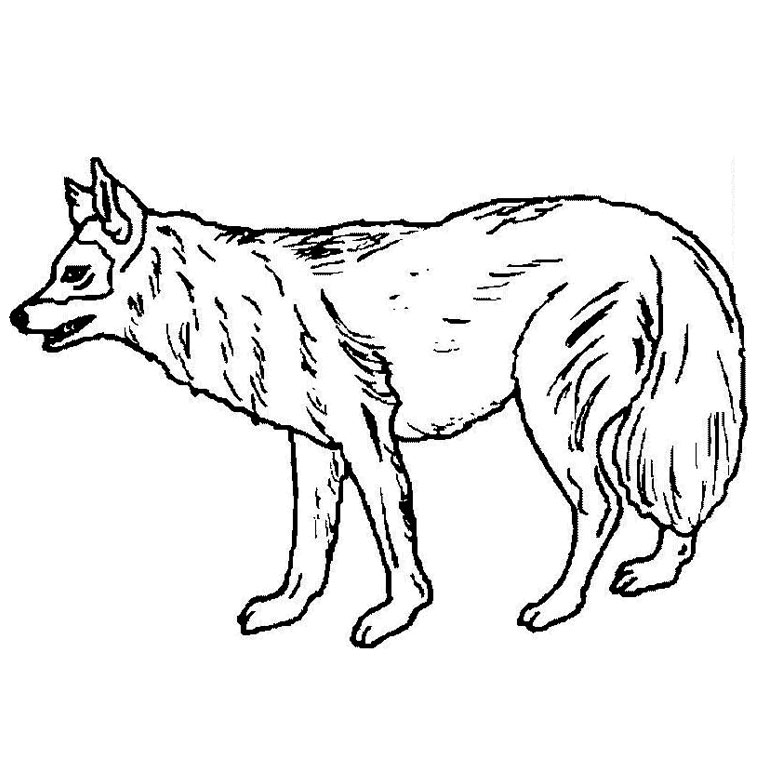 Coloriage d'un loup dans la forêt avec un ciel étoilé