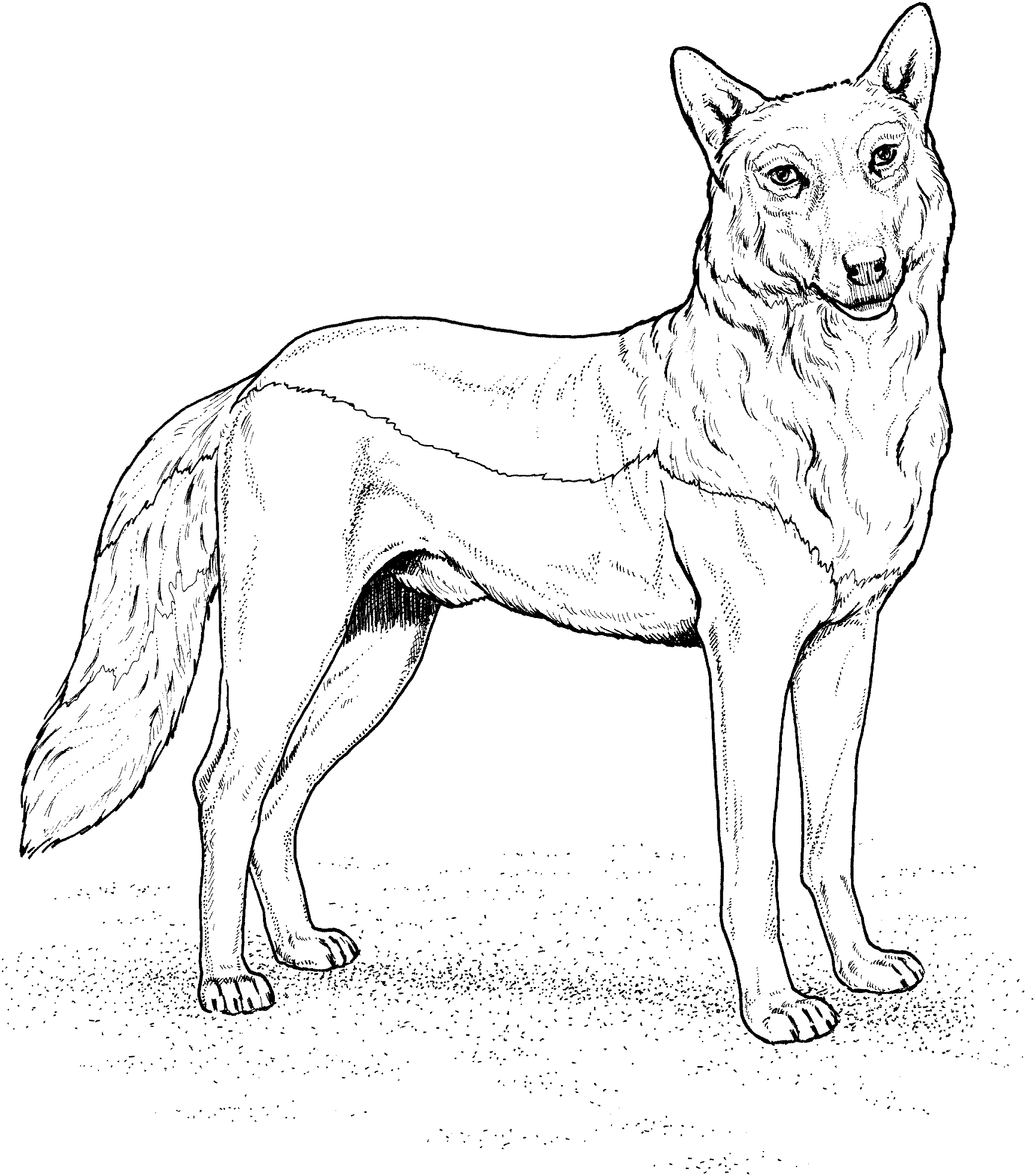 Un loup majestueux dans son habitat naturel