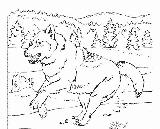 Un loup majestueux en pleine forêt