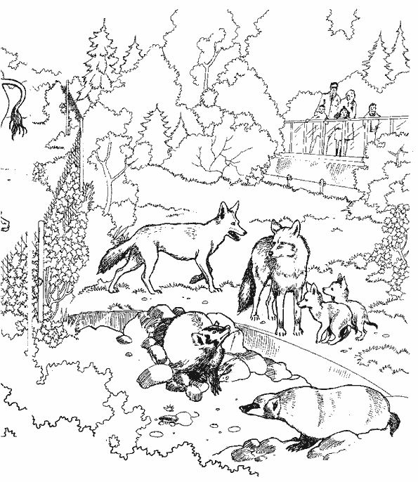 Coloriage d'un loup majestueux dans un paysage naturel