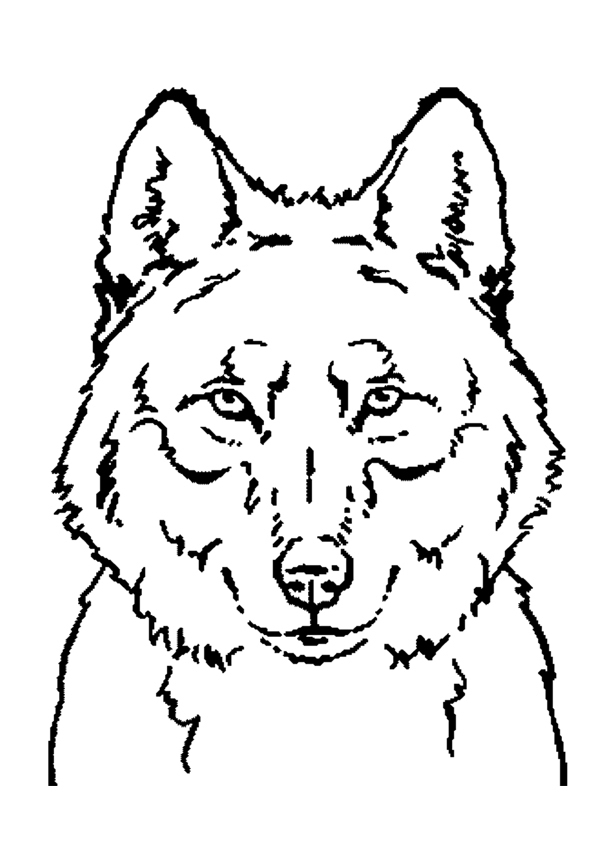 Un loup majestueux dans un paysage naturel