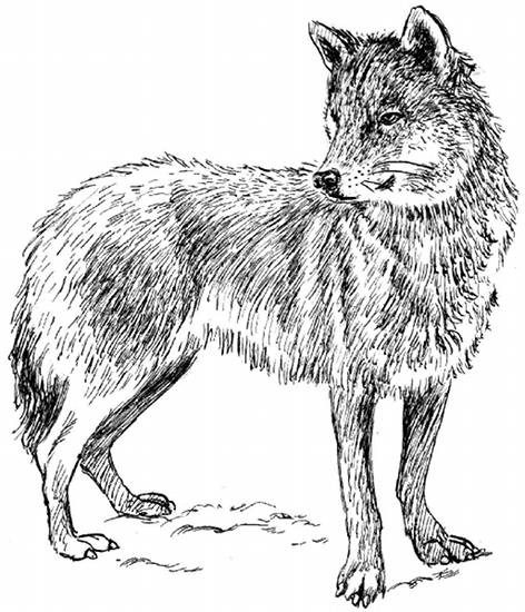 Un loup majestueux dans son habitat naturel