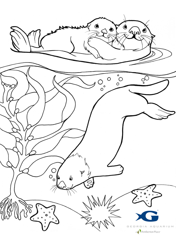 Loutre en plein jeu au bord de l'eau