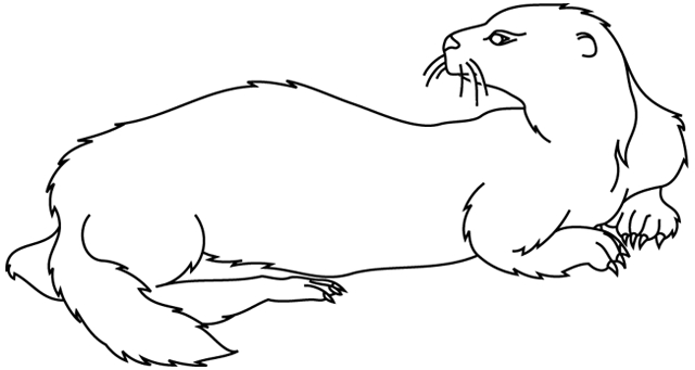 Loutre joyeuse en plein jeu au bord de l'eau