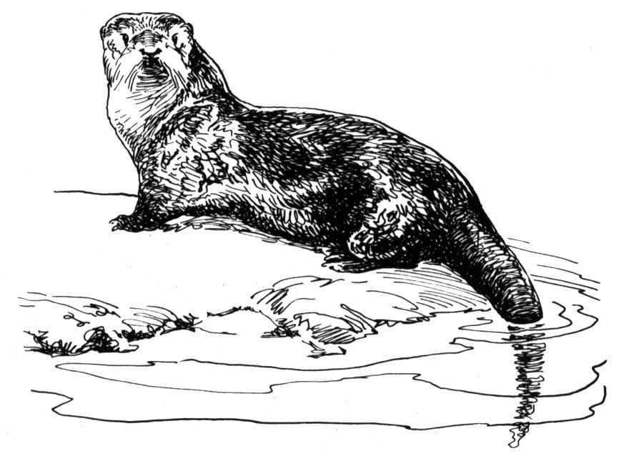 Coloriage d'une loutre joyeuse jouant dans l'eau