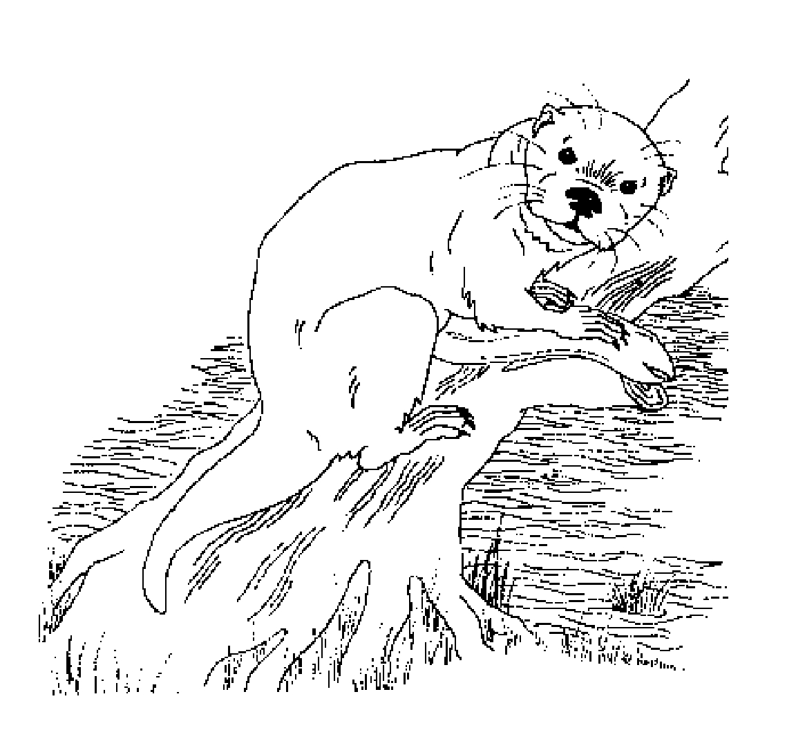 Coloriage Loutre #7436 à imprimer Coloriage Loutre #7436 à imprimer