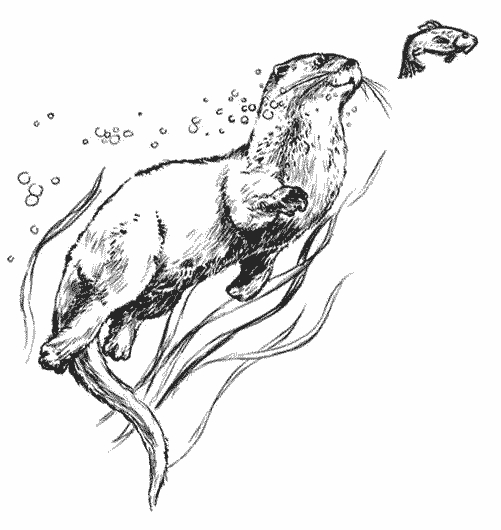 Coloriage d'une loutre nageant paisiblement dans l'eau
