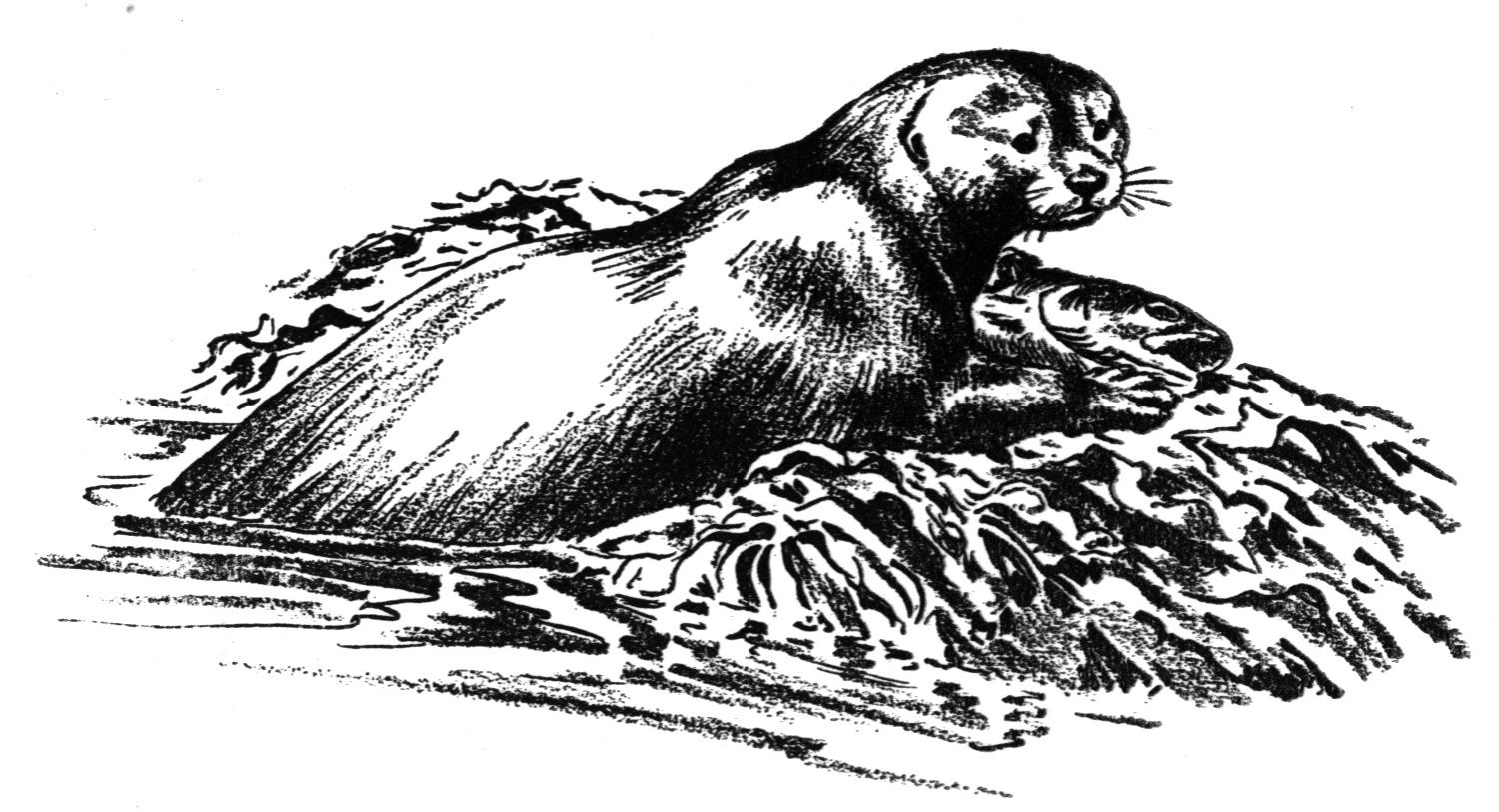 Coloriage d'une loutre en pleine exploration au bord de l'eau