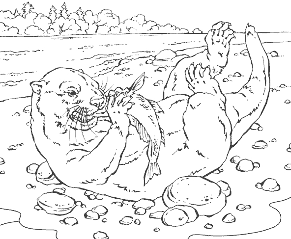 Coloriage d'une loutre se reposant sur un rocher au bord de l'eau